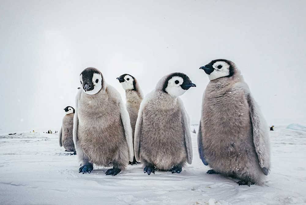 Saintis bimbang virus HPAI ancam populasi penguin dan spesies tempatan lain di Antartika.