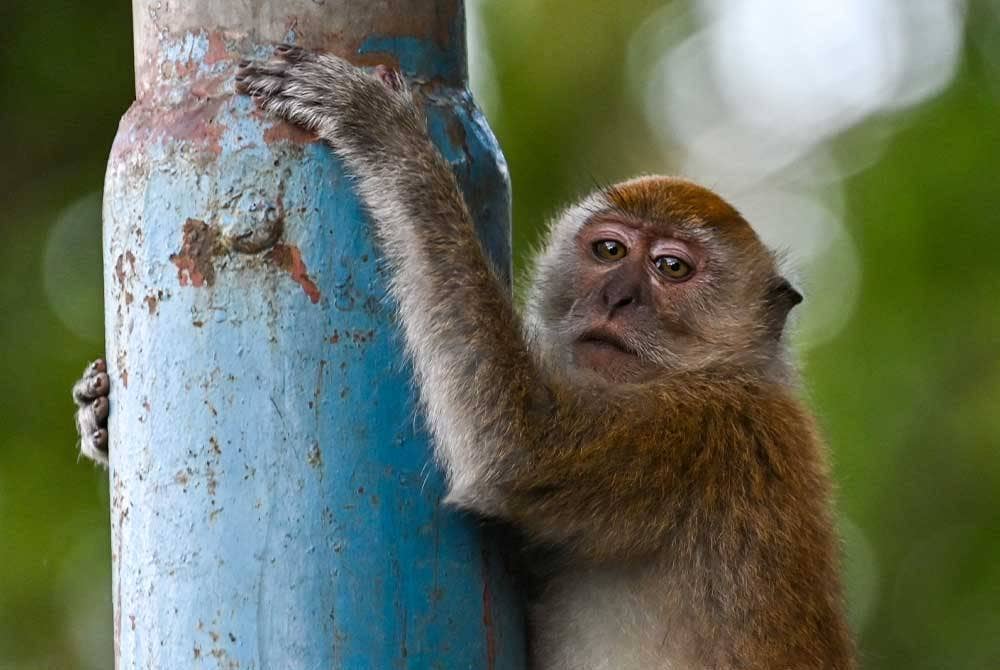 Seekor monyet di Kemboja dipercayai mencabul seorang pelancong dari UK. - AFP