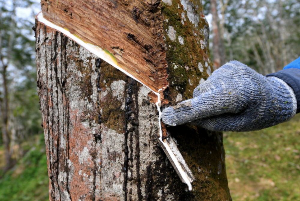 Kerajaan tidak bercadang untuk menggantikan komoditi getah dengan tanaman kenaf dan buluh. - Gambar hiasan