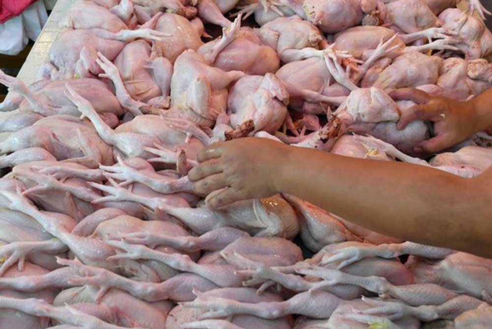 Wabak salmonella yang dikaitkan dengan daging ayam kini melibatkan di 16 negara. - Foto hiasan/Bernama