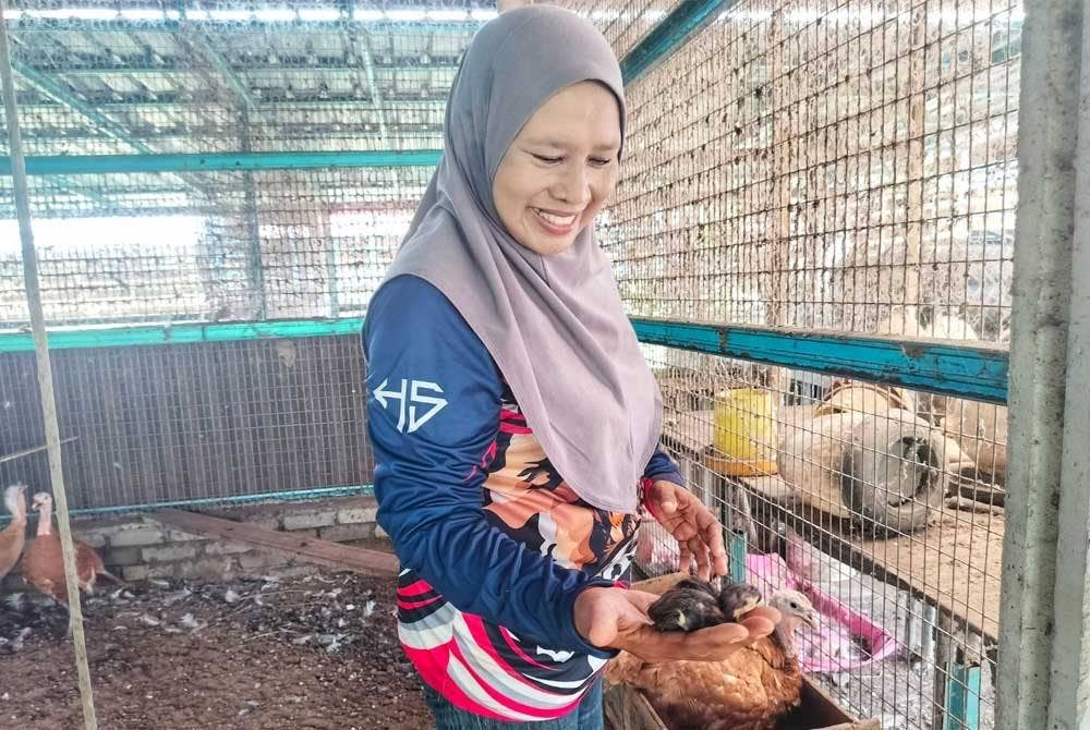Che Amah menunjukkan anak ayam yang baru menetas di ladang ternakannya di Kampung Kubang Batang pada Sabtu.