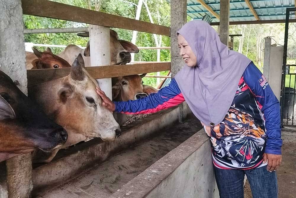 Che Amah bermula sebagai penternak dengan hanya lima ekor lembu pada tahun 2008.