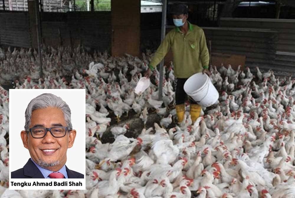 Agrobank menyediakan dana pembiayaan sehingga RM350,000 khusus kepada penternak komuniti dan mikro di samping pembiayaan sehingga RM5 juta kepada penternak kecil dan sederhana.(Gambar hiasan)