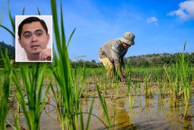 Pesawah disaran menyalurkan maklumat sekiranya menerima informasi terhadap penjualan benih padi melebihi harga sepatutnya. Gambar kecil: Akmal