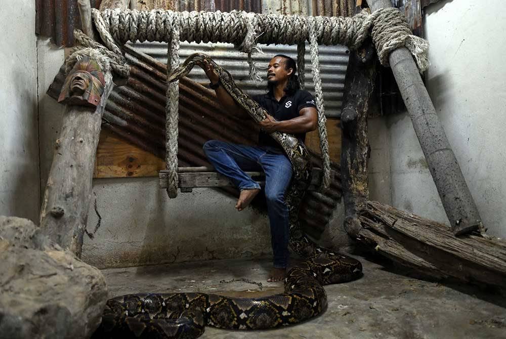 Mohd Redzuan Abdullah Zawawi, 39, bersama ular sawa betina sepanjang tujuh meter dengan berat 220 kilogram dikenali sebagai Che Kiah yang dipeliharanya di kawasan rumah yang disewa di Balik Pulau.