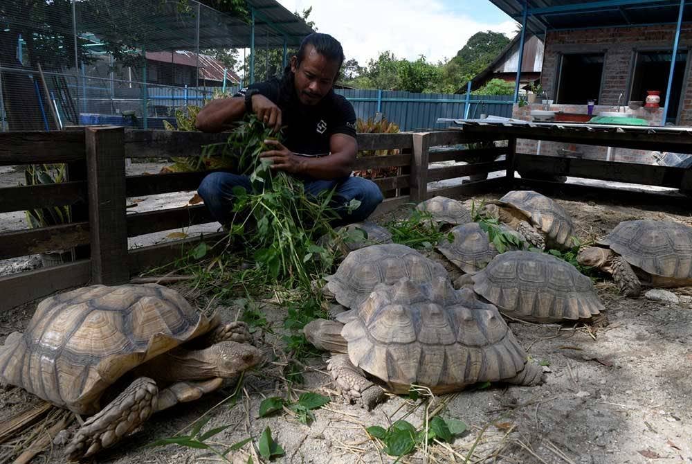 Mohd Redzuan Abdullah Zawawi,39, memberi makanan kepada kura-kura peliharaannya di kawasan rumah yang disewanya di Balik Pulau.