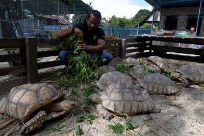 Mohd Redzuan Abdullah Zawawi,39, memberi makanan kepada kura-kura peliharaannya di kawasan rumah yang disewanya di Balik Pulau.