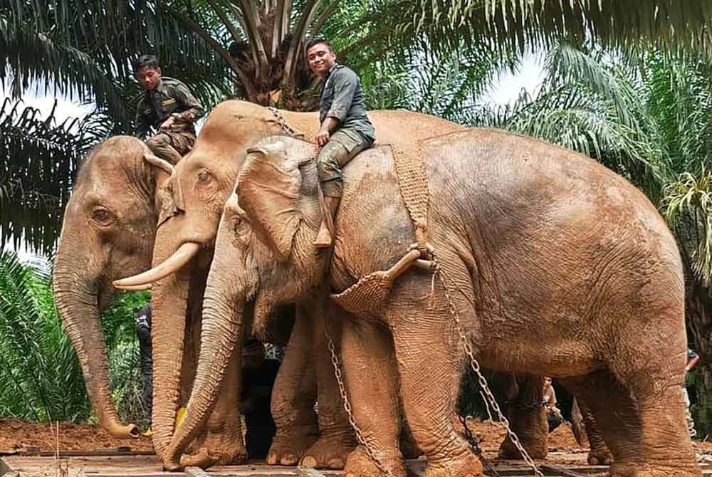 Dua ekor gajah denak yang dikenali sebagai Abot dan Rambai digunakan untuk menangkap gajah liar.