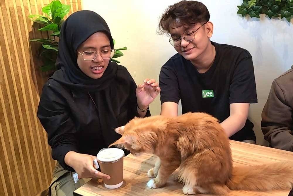Dua pelanggan minum kopi sambil ditemani kucing.