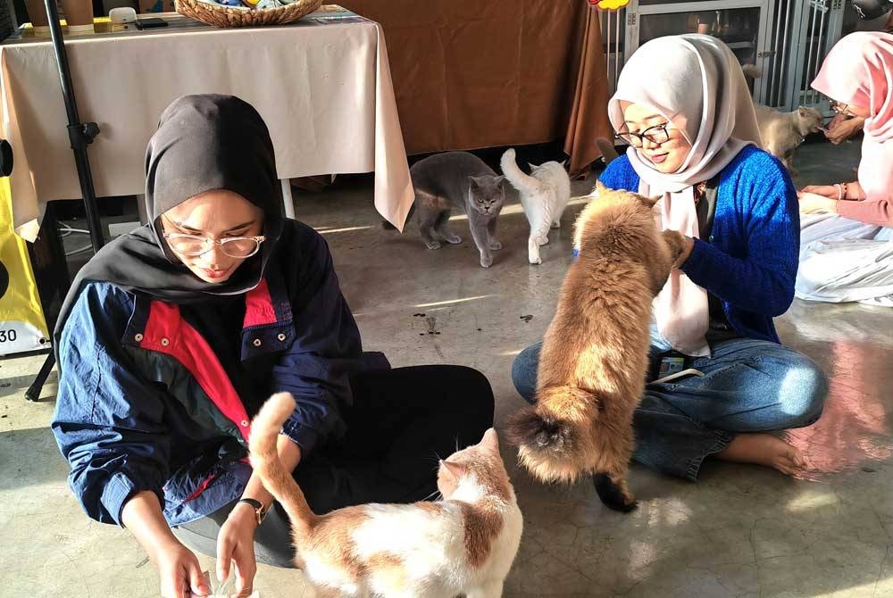 Dua pengunjung kedai Kopi dan Kucing seronok bermain dengan kucing.