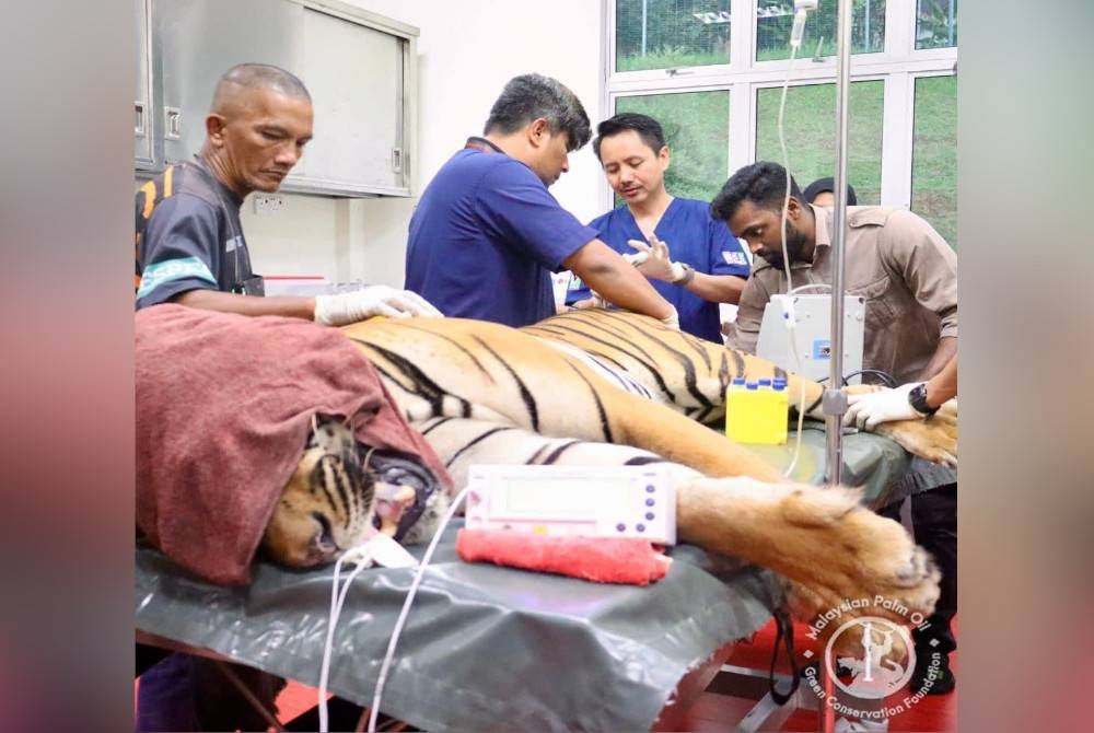 Sampel air mani diambil daripada tiga Harimau Malaya jantan yang terlibat dalam Program Konservasi Harimau Malaya.