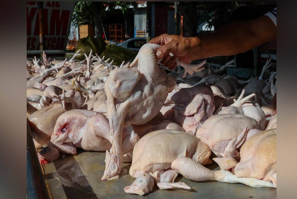 KPDN melalui pasukan penguat kuasa dan pegawai pemantau harga akan sentiasa memantau bekalan serta pergerakan harga ayam. - Gambar hiasan