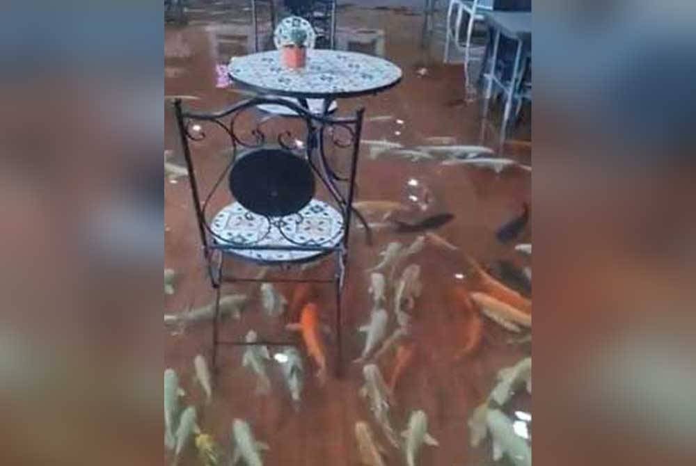 Gambar yang dikongsi pengguna platform media X menunjukkan ikan koi berenang di bawah kerusi dan meja pelanggan sebuah cafe di Thailand. - Toto Agensi