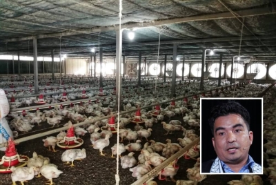 Kerajaan dicadangkan untuk menaik taraf penternak sederhana kepada 'super' besar bagi meluaskan persaingan sihat dan menghapuskan kartel dalam usaha menstabilkan harga ayam. - Gambar hiasan. Gambar kecil: Mohamad Yusrizal