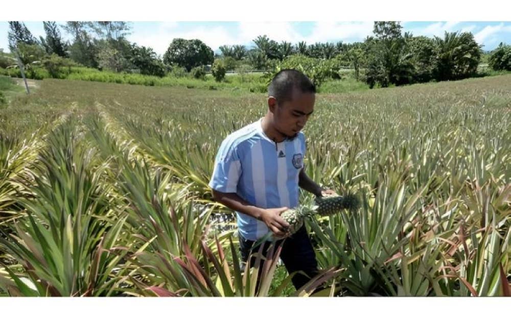 HPPNK 2023 juga bakal memberi peluang kepada masyarakat peladang, penternak dan nelayan bertemu melalui ekspo yang berlangsung secara fizikal selama tiga hari.
