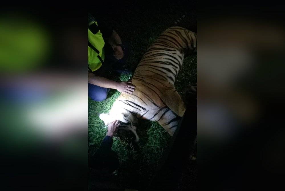 Karkas harimau berkenaan dibawa ke Pusat Menyelamat Hidupan Liar Kebangsaan (NWRC) di Sungkai untuk tindakan lanjut. - Foto ihsan pembaca