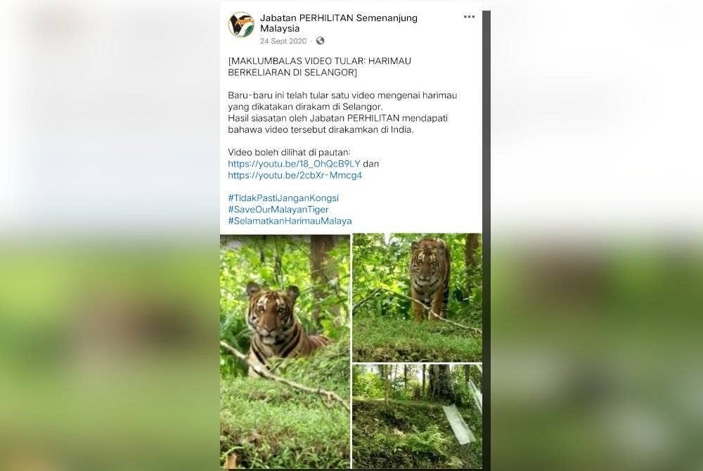 Perhilitan pernah menafikan kehadiran harimau belang sama pada 2020.