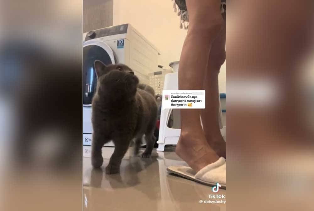 Kucing bernama Duchy hanya 'bercakap' apabila ia lapar. - Agensi