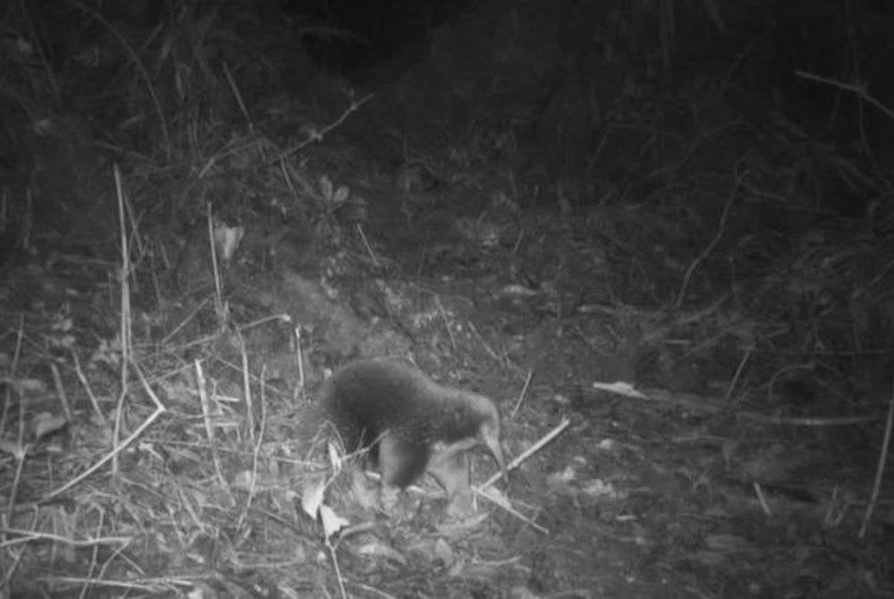 James Kempton menemui imej haiwan kecil itu berjalan melalui semak pada kad memori terakhir yang diambil daripada lebih 80 buah kamera. - Foto Reuters