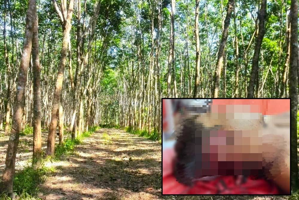 Selang sehari, seorang lelaki warga Myanmar pula menjadi mangsa dipercayai dibaham harimau ketika sedang menoreh di Kampung Meranto, Gua Musang pada Sabtu. Foto: Ihsan pembaca