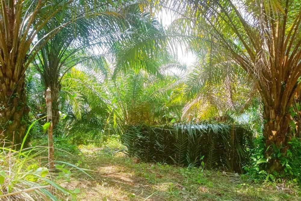 Perhilitan telah melakukan pelbagai cara untuk menangani konflik ini antaranya memasang kamera dan perangkap bagi mengesan harimau di Gua Musang.