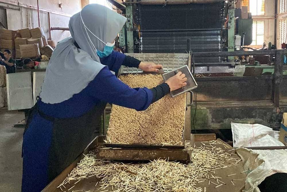 Batang mancis diperbuat daripada batang kayu terentang atau simpul paya.