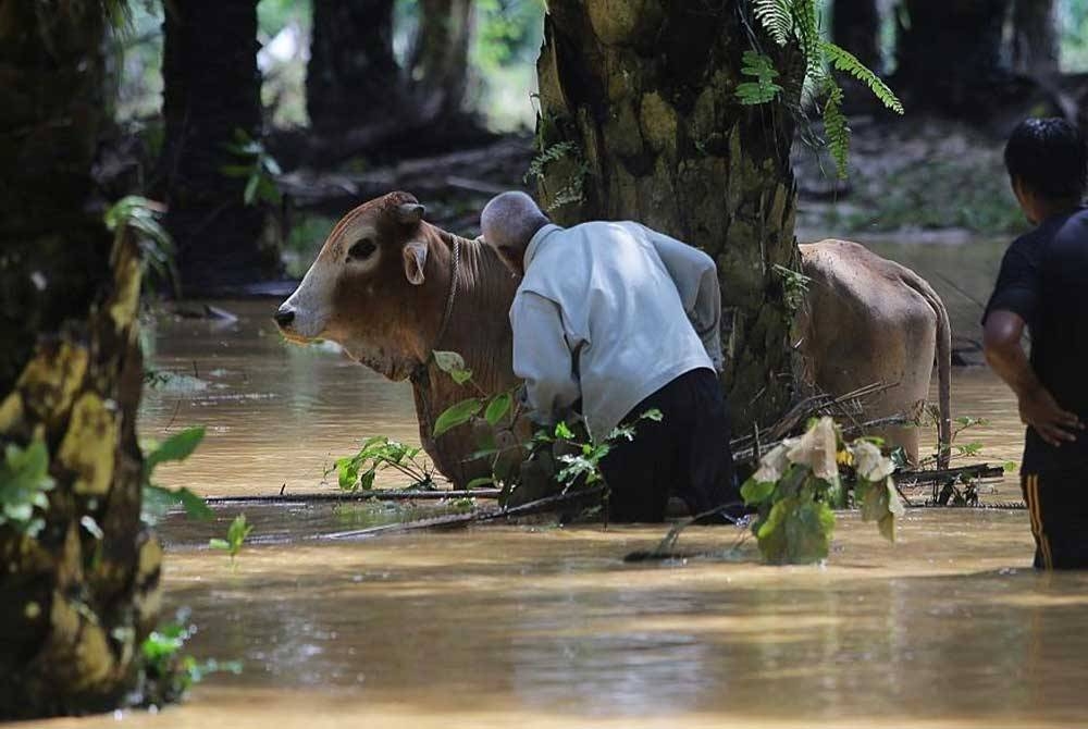 G Santhi terperangkap di dalam pondok di kawasan kandang dengan keadaan banjir setinggi kira-kira lima meter. - Gambar hiasan