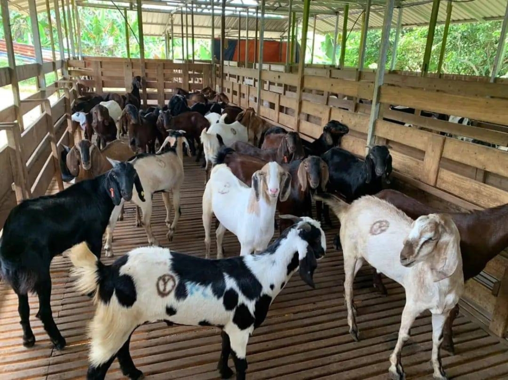 Ternakan kambing milik Noor Akma di Kampung Melayu, Seelong Selatan, Senai, Kulai.