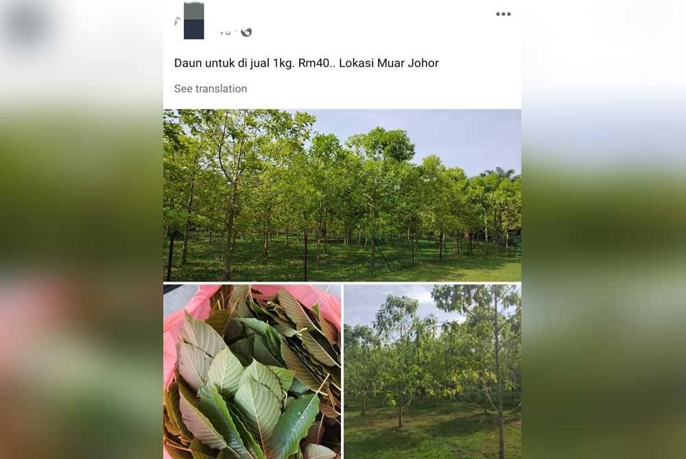 Paparan gambar penjualan daun ketum di sekitar daerah Muar, Johor.