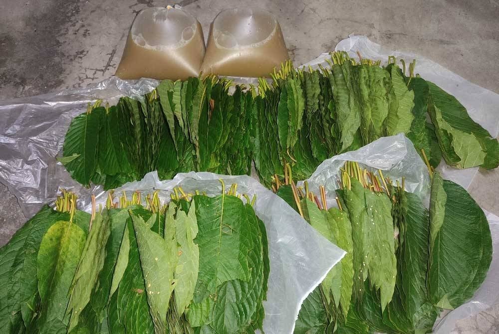 Daun dan air ketum yang diterima selepas COD di sekitar Lembah Klang.