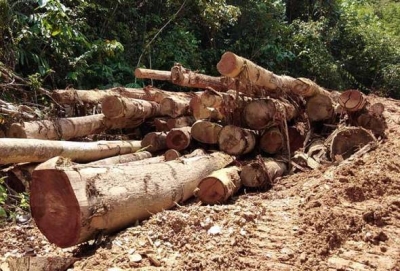 Apabila pokok-pokok ditebang, tanah yang sebelum ini terlindung kini terdedah. - Gambar hiasan