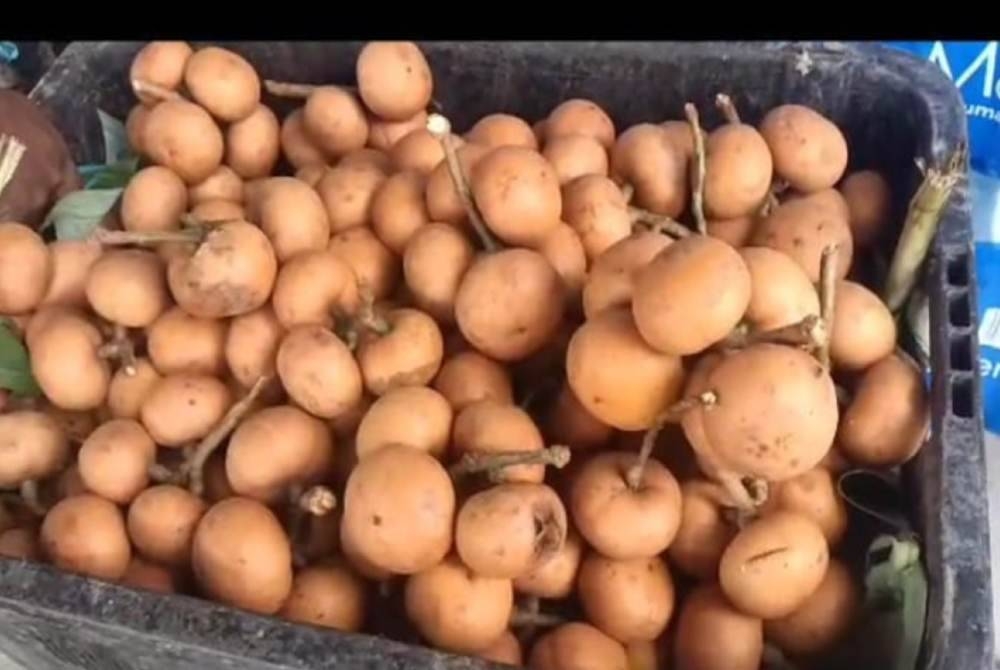 Buah taban rasanya manis dan sedikit masam.