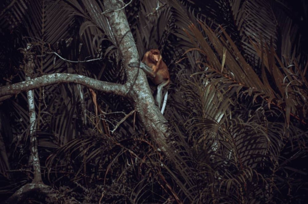 Monyet proboscis atau monyet belanda yang memiliki hidung bersaiz besar dan menjulur panjang