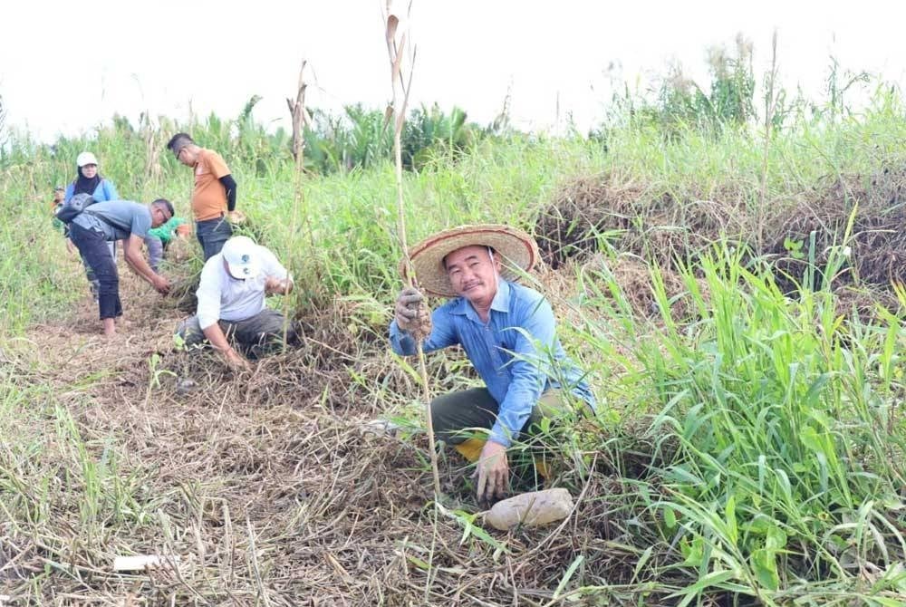 Ruslan menanam anak pokok perepat sebagai salah satu usaha mengekalkan ekosistem dan habitat monyet proboscis di sepanjang Sungai Nahaba, Weston, Beaufort.