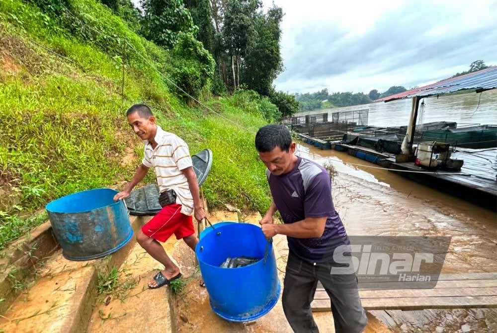 Rohaimi (kiri) dibantu pekerjanya untuk membawa ikan-ikan dari sangkar untuk naik ke darat.