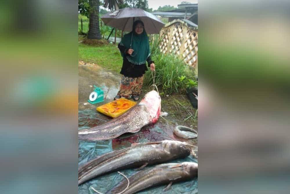 Seorang wanita menunjukkan ikan tapah yang ditangkap dan telah dibelah perutnya di Manir, Kuala Terengganu.