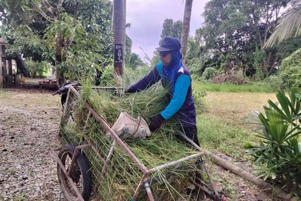 Mohd Zulkifli menyediakan rumput yang ditanam untuk lembu ternakannya