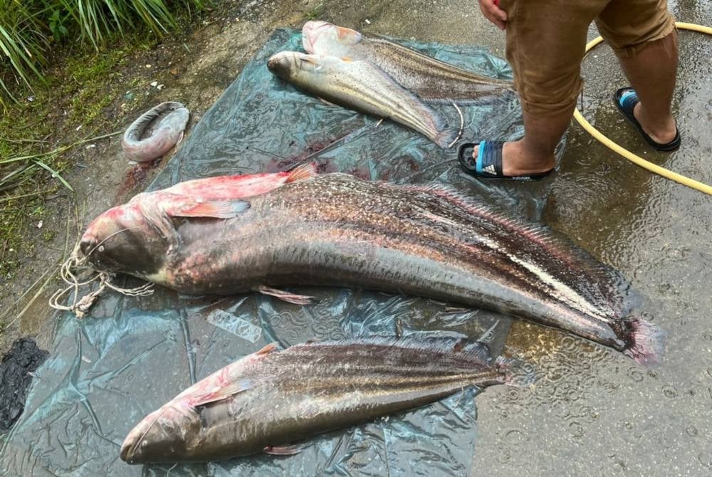 Antara ikan tapah yang mengena pukat pada hari pertama banjir di Terengganu, Isnin lalu.