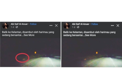 Mohd Saiful Anuar berkongsi pengalamannya melihat harimau belang di laluan Lojing-Gua Musang di Facebook.