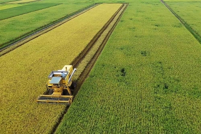 Menerusi LKAN, kerugian tertinggi yang terpaksa ditanggung negara dicatatkan menerusi kegagalan pengurusan program penanaman padi iaitu RM660.14 juta dana awam yang dibazirkan. - Gambar hiasan Bernama