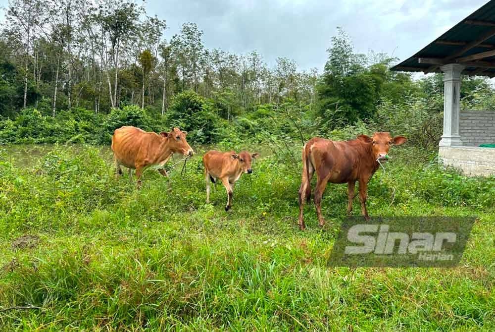 Lembu dipindahkan ke tempat tinggi bagi mengelak mati lemas akibat banjir.