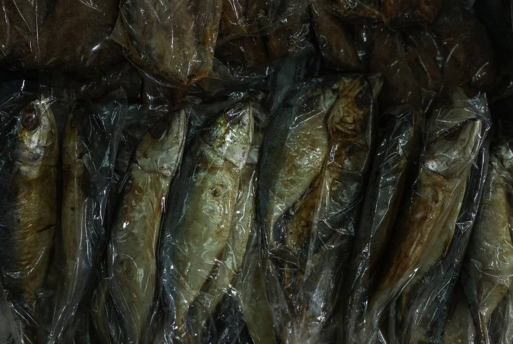 Selain putu halba, ikan darat dan ubi 'tonyoh', ikan budu menjadi antara menu pilihan penduduk negeri ini ketika musim tengkujuh. - Foto Bernama