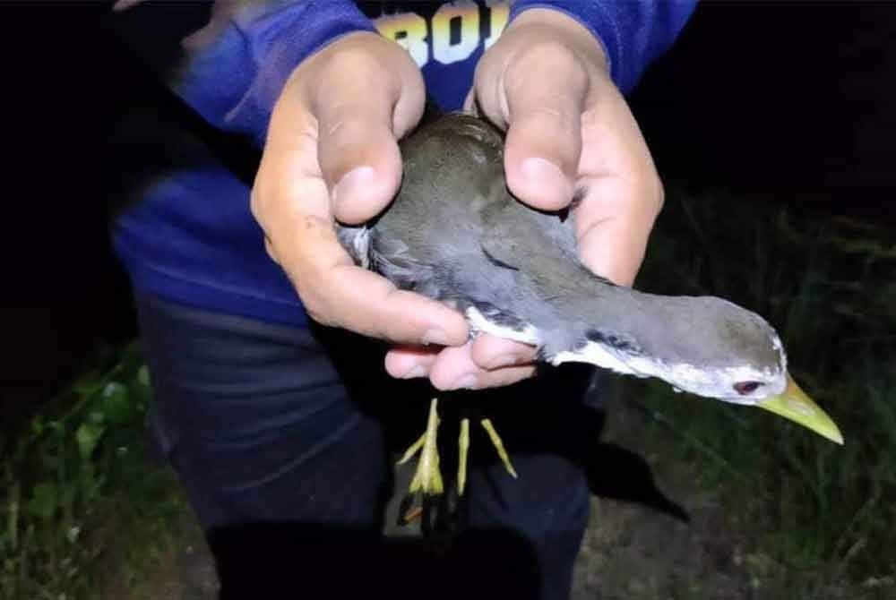 Burung yang tersangkut pada jaring berkenaan.