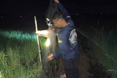 Anggota Perhilitan memeriksa jaring digunakan untuk menangkap burung berkenaan.