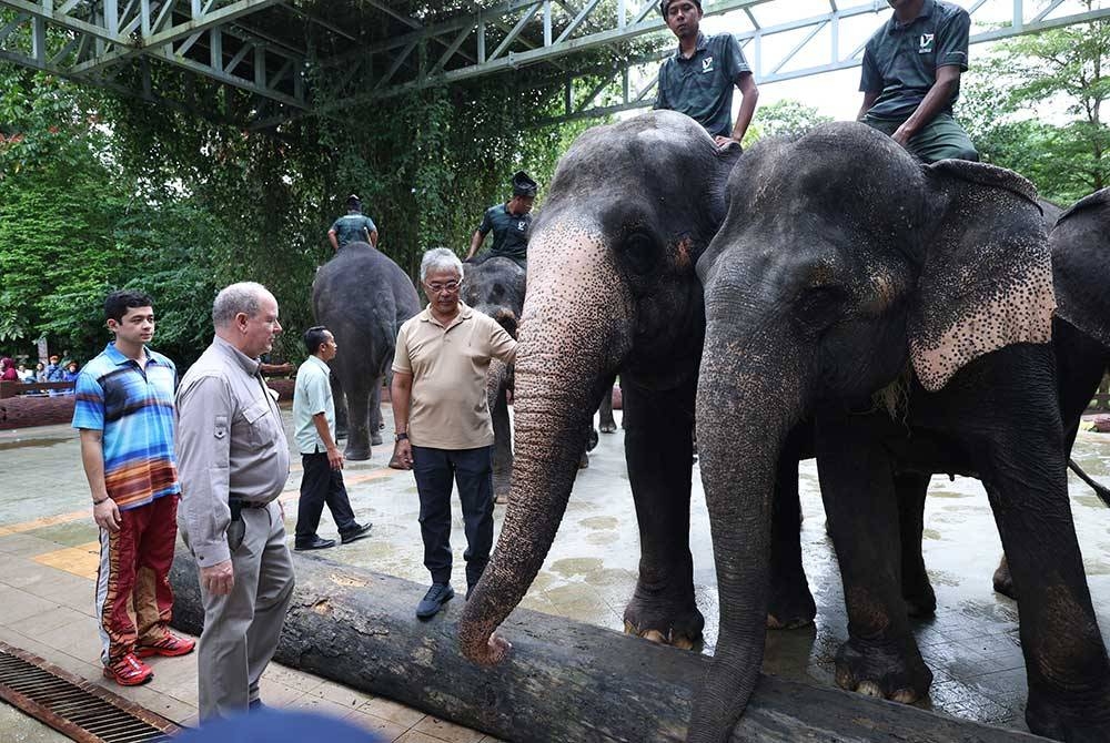 Al-Sultan Abdullah Ri'ayatuddin Al-Mustafa Billah Shah berkenan bersama Putera Albert Il melawat ke Pusat Konservasi Gajah Kuala Gandah, Lanchang pada Selasa. - Foto Bernama
