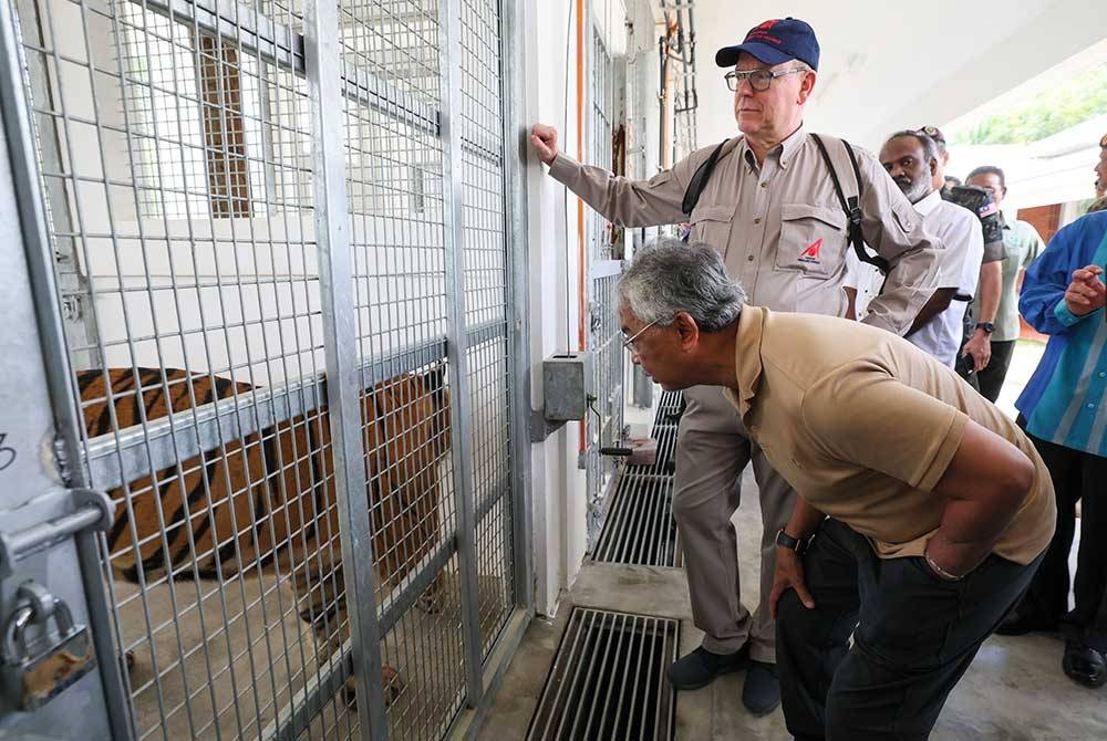 Al-Sultan Abdullah berkenan mencemar duli bersama Putera Albert Il melawat Pusat Konservasi Harimau Malaya, Lanchang pada Selasa. - Foto Bernama