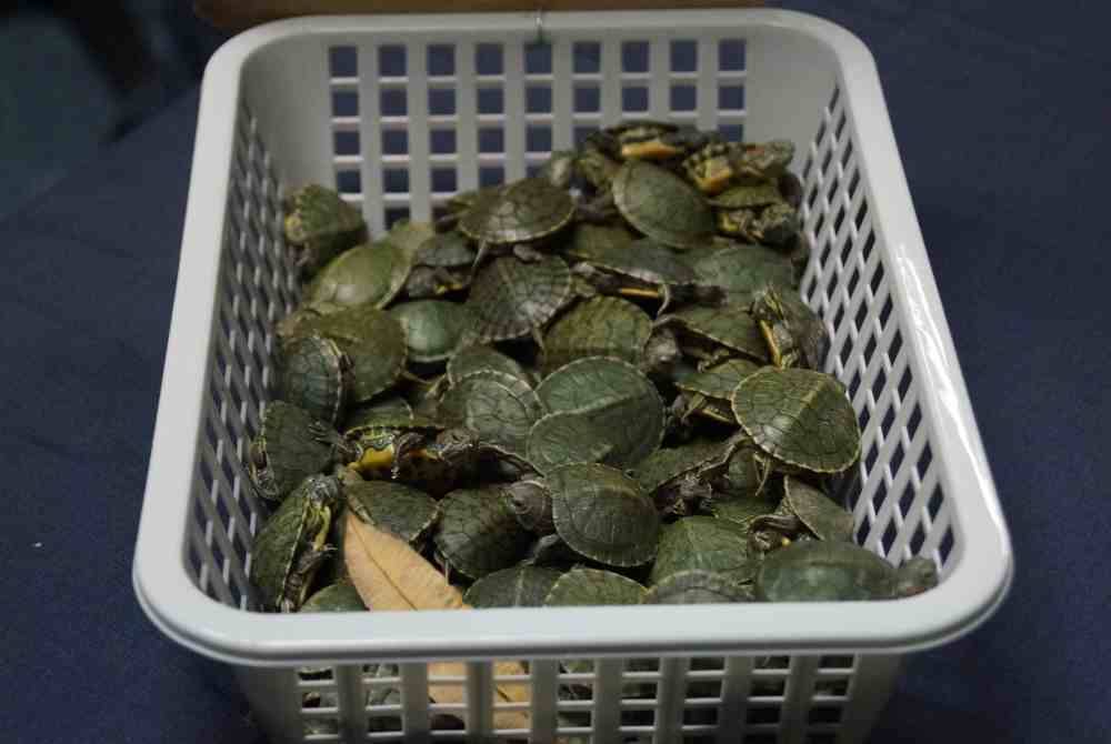 JKDM mematahkan cubaan menyeludup 5,255 ekor anak kura-kura jenis Red Ear Slider ke India di Lapangan Terbang Antarabangsa Kuala Lumpur 2 (KLIA2) pada tahun 2019.