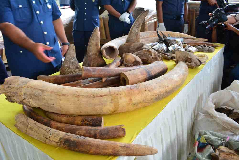 Antara kejayaan JKDM merampas kira-kira 6,000 kilogram gading gajah di Pelabuhan Barat, Selangor, tahun lalu.