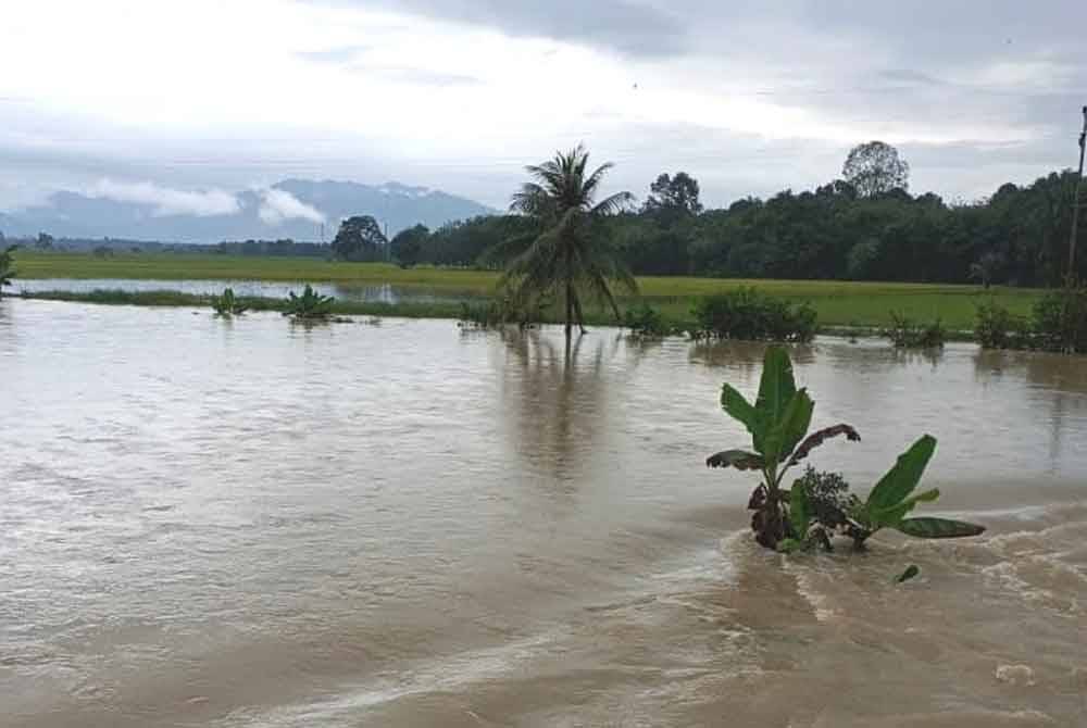 Kawasan tanaman padi di Kampung Gong Ubi Keling di Besut yang ditenggelami banjir pada minggu lalu.