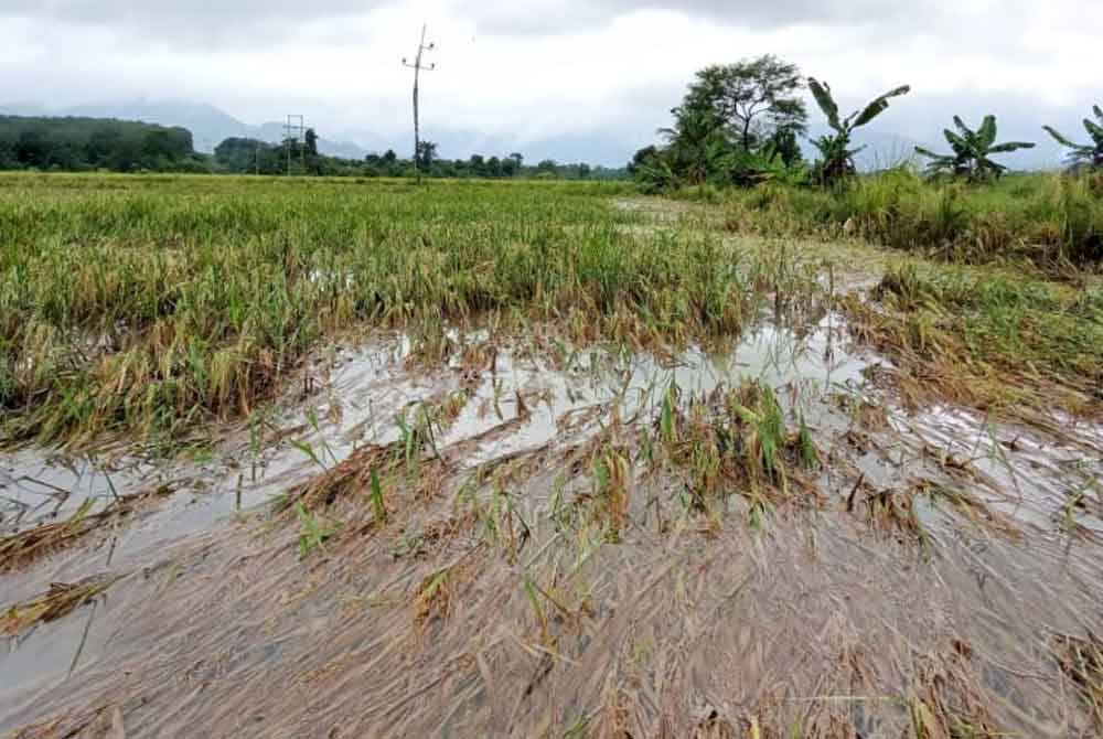 Kawasan tanaman padi di Kampung Gong Ubi Keling di Besut yang musnah selepas dilanda banjir.